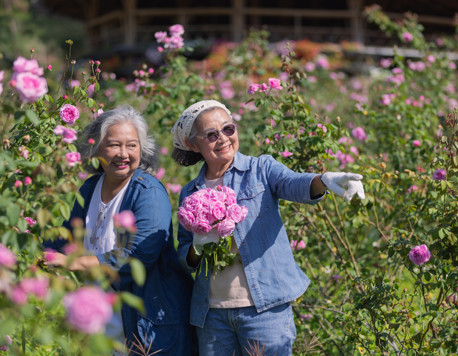 Colorful roses at the International Rose Test Garden in Portland